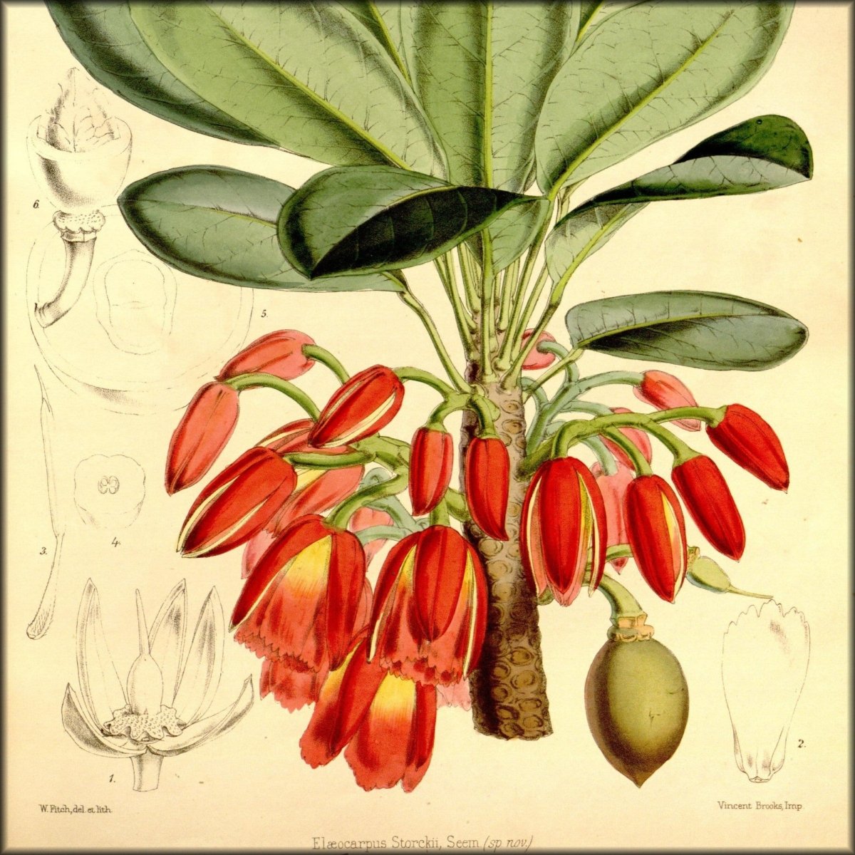 Flora Vitiensis 1865 - Walter Hood Fitch | Digital Download - 98 images