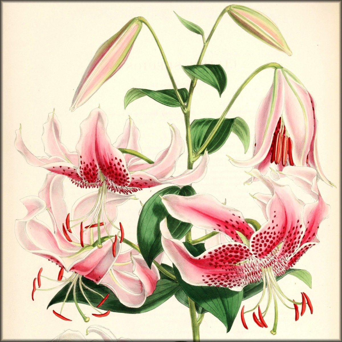 A Monograph of the Genus Lilium 1877 - Walter Hood Fitch | Digital Download - 46 images