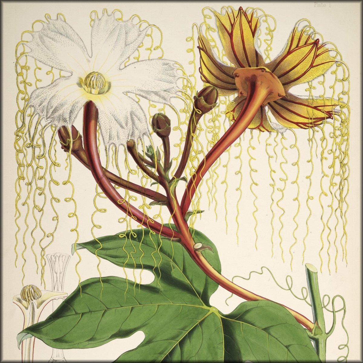 Illustrations of Himalayan Plants 1855 - Walter Hood Fitch | Digital Download - 24 images