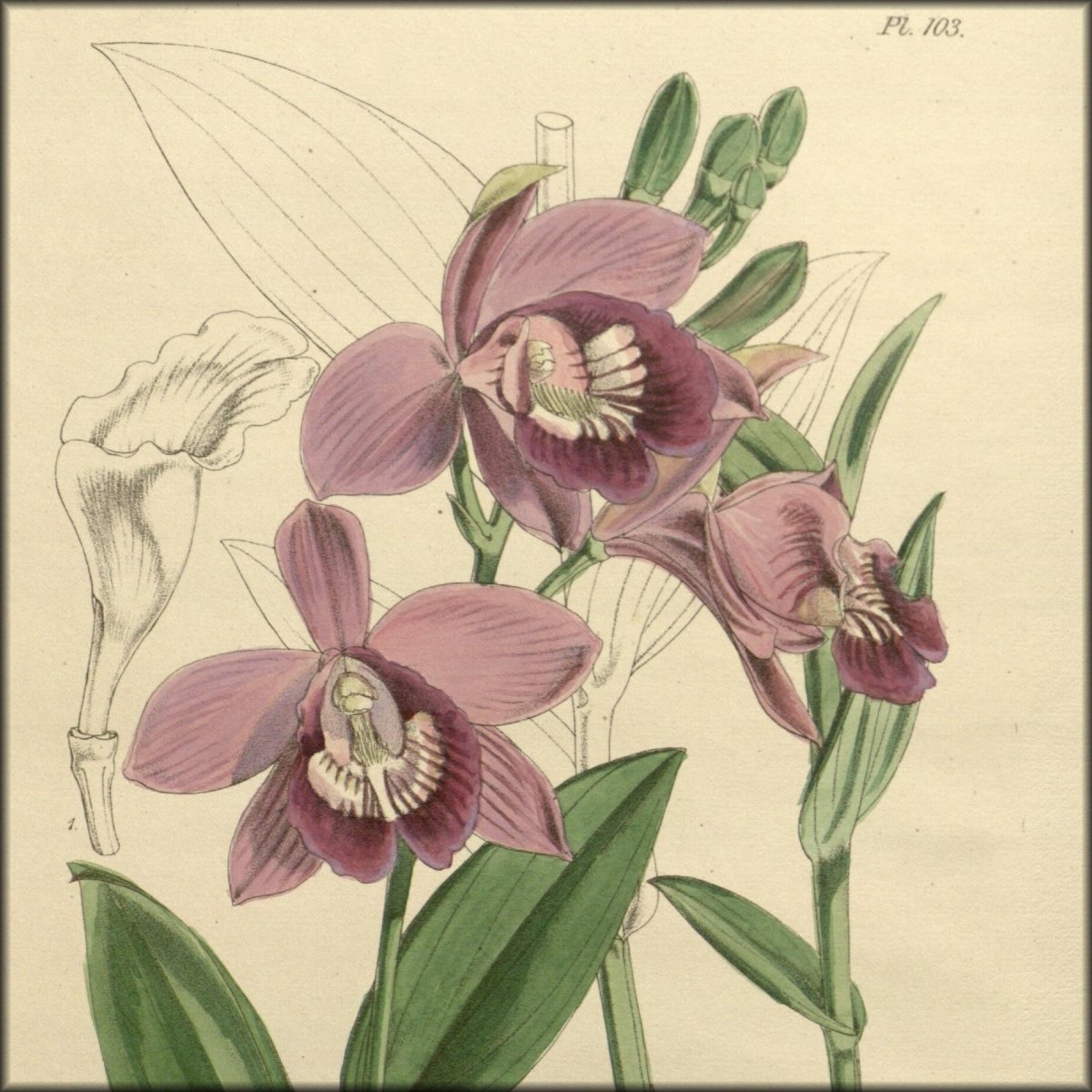 Orchidaceous Plants 1867 - Walter Hood Fitch | Digital Download - 18 images
