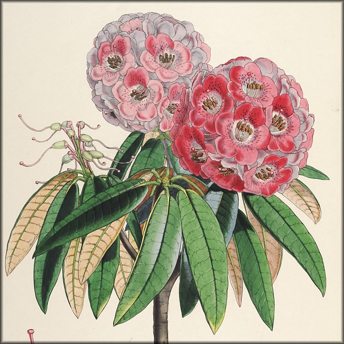 Rhododendrons of Sikkim-Himalaya 1849 - Walter Hood Fitch | Digital Download - 30 images