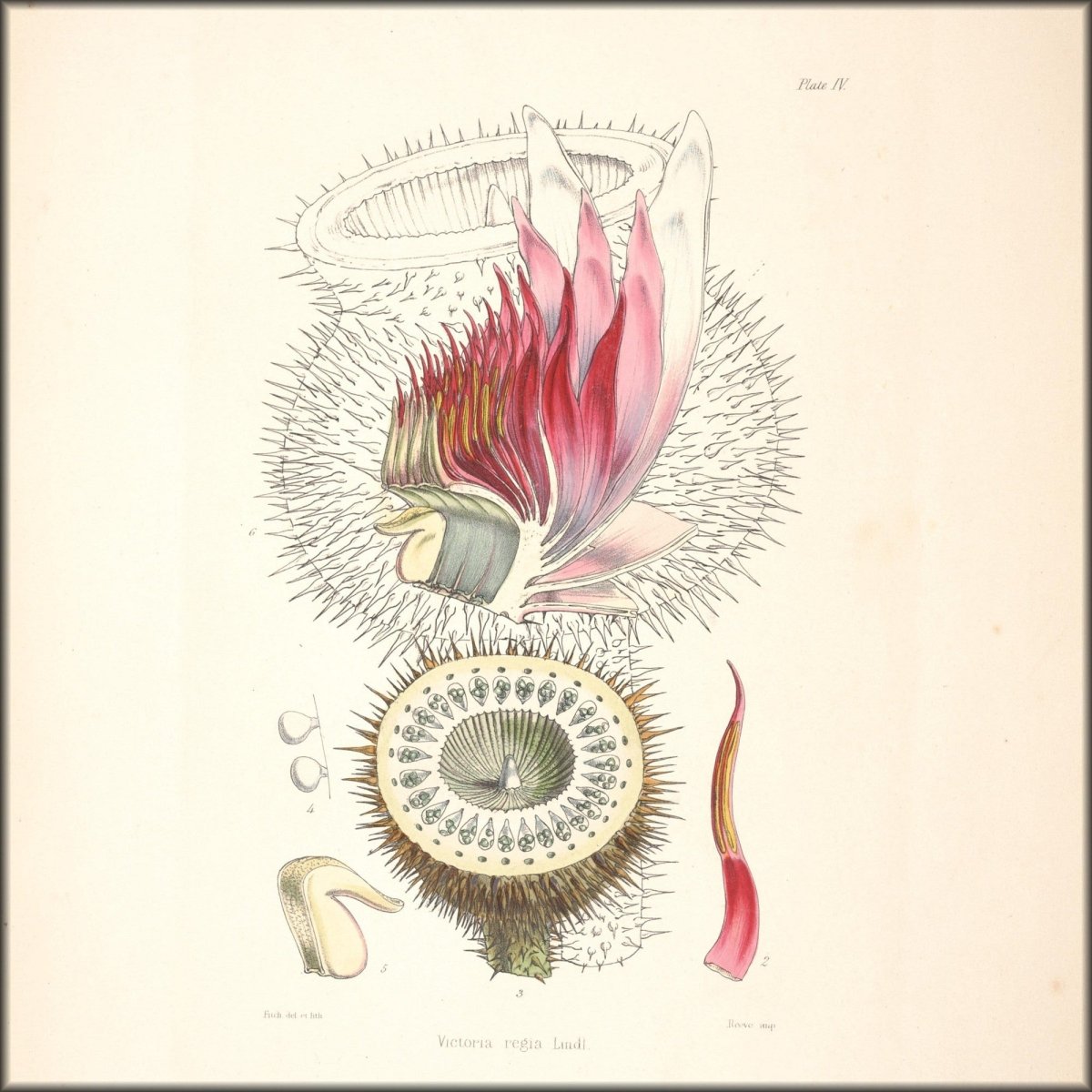 Description of Victoria Regia 1847 - Walter Hood Fitch | Digital Download - 4 images
