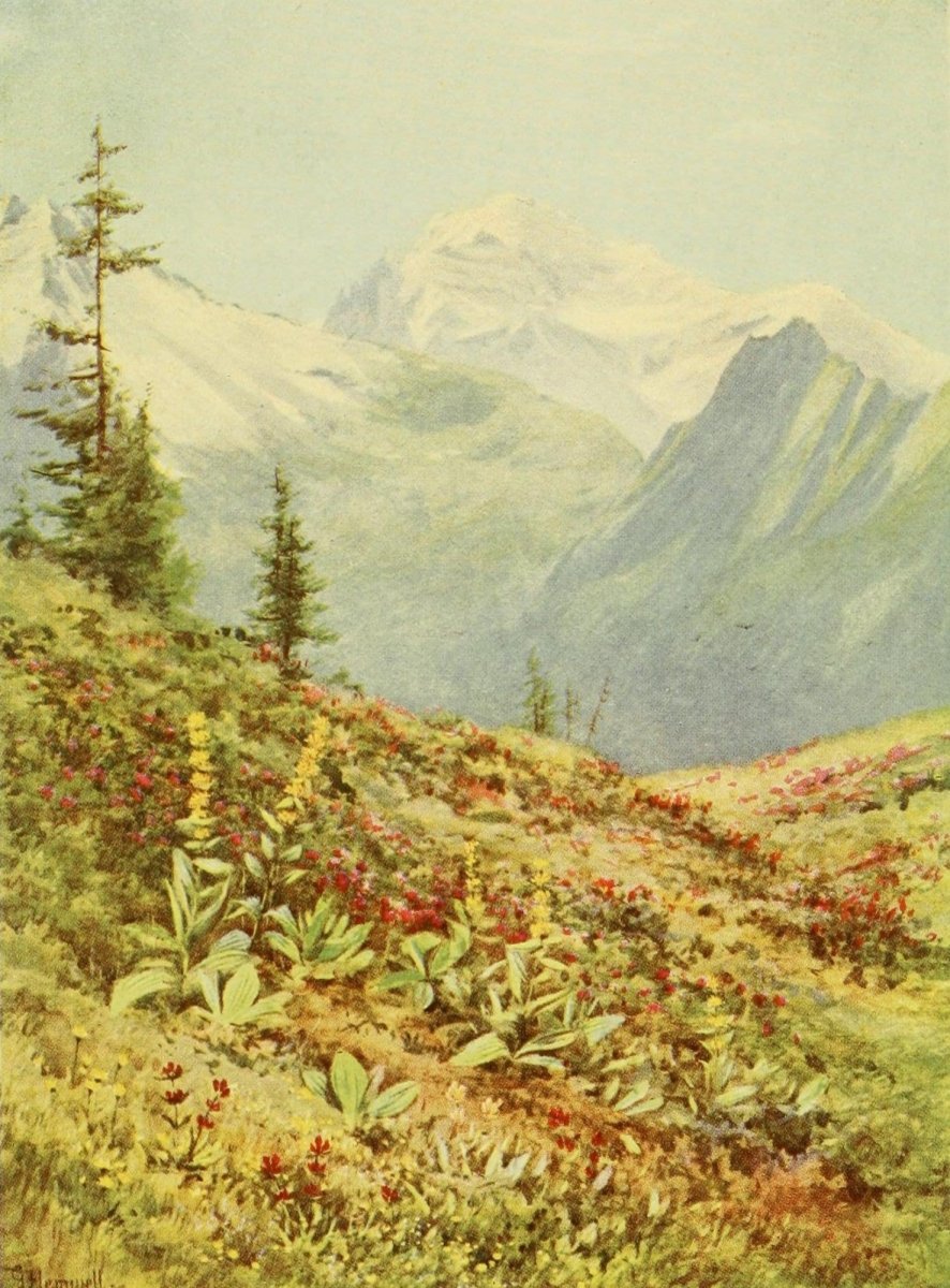 Alpine Flowers & Gardens 1910 - George Flemwell - 20 images | Dimensions 1610 x 2180 pixels
