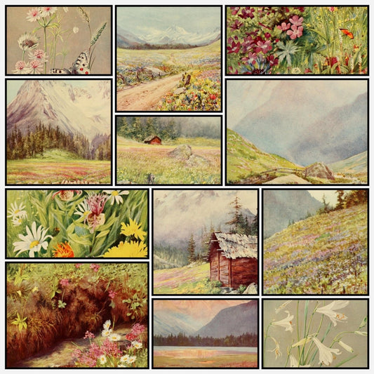 The Flower-fields of Alpine Switzerland 1911 - Flemwell | A snapshot of some of the images