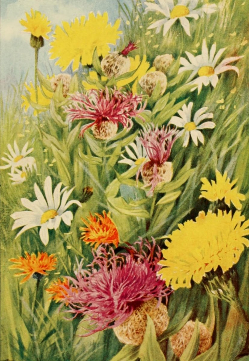 The Flower-fields of Alpine Switzerland 1911 - Flemwell | Dimensions 1524 x 2208 pixels