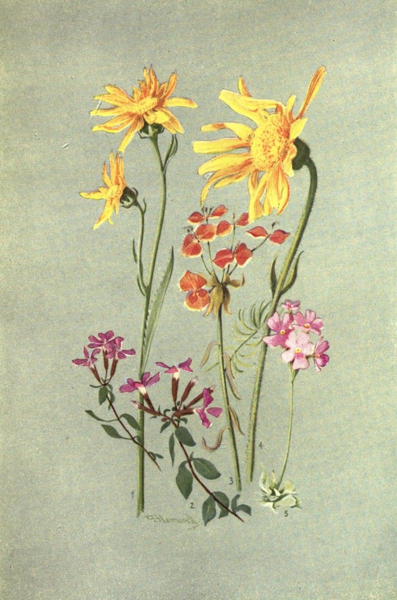 Sub-Alpine Plants 1912 - George Flemwell - 31 images | Dimensions 1932 x 2919 pixels