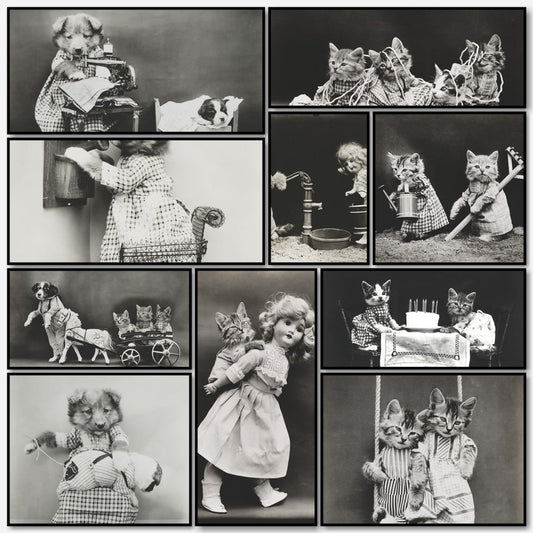 Harry Frees' Cat Photographs to Download | A snapshot of some of the images