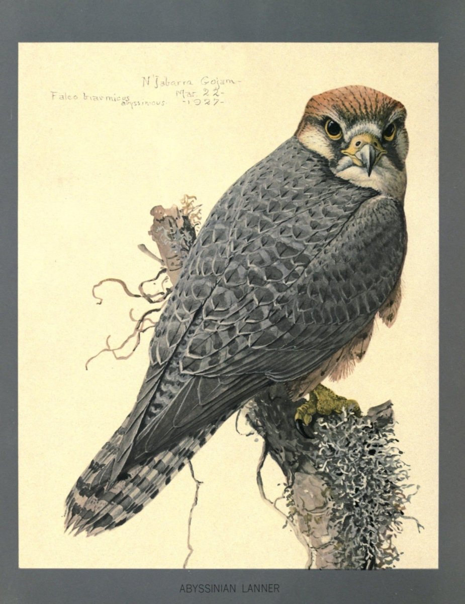 Abyssinian Birds & Mammals, 1930 - Louis A. Fuertes | Dimensions 2640 x 3426 pixels