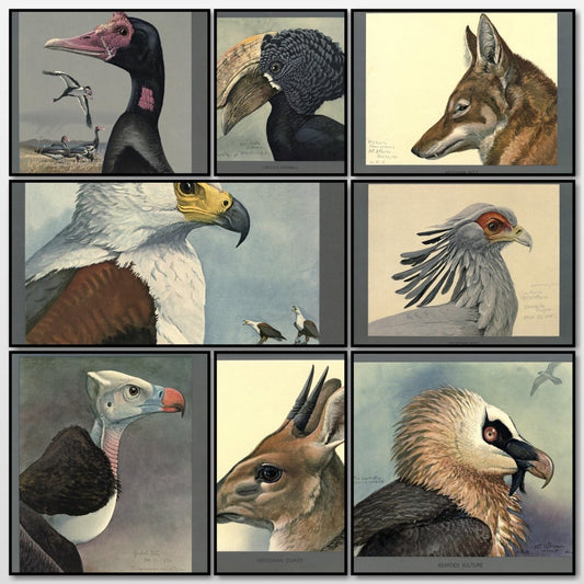 Abyssinian Birds & Mammals, 1930 - Louis A. Fuertes | A snapshot of some of the images