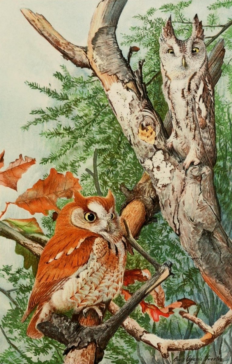 Bird Paintings 1900 - Louis A. Fuertes - 10 images | Dimensions 1515 x 2380 pixels