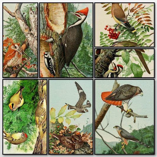 Bird Paintings 1900 - Louis A. Fuertes - 10 images | A snapshot of some of the images