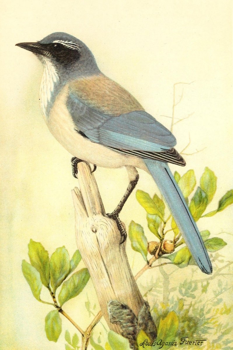 Birds of California in Relation to the Fruit Industry 1910 | Dimensions 2106 x 3162 pixels