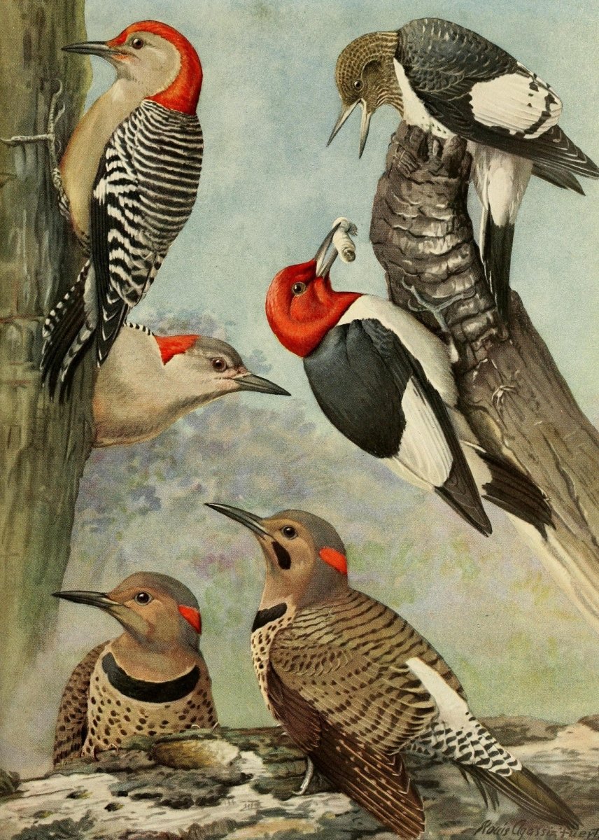 Birds of Massachusetts 1925 - Louis A. Fuertes - 60 images | Dimensions 2668 x 3739 pixels