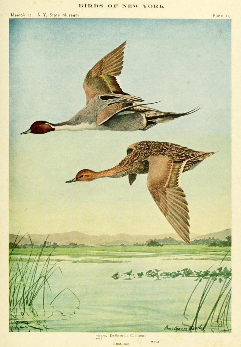 Birds of New York 1910 - Louis A. Fuertes - 40 images | Dimensions 2175 x 3135 pixels