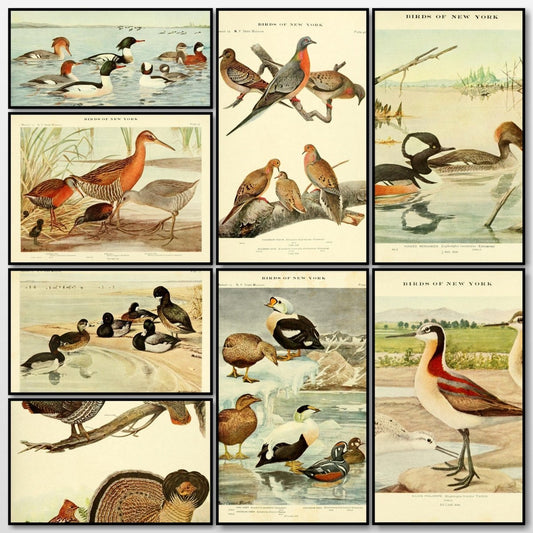 Birds of New York 1910 - Louis A. Fuertes - 40 images | A snapshot of some of the images