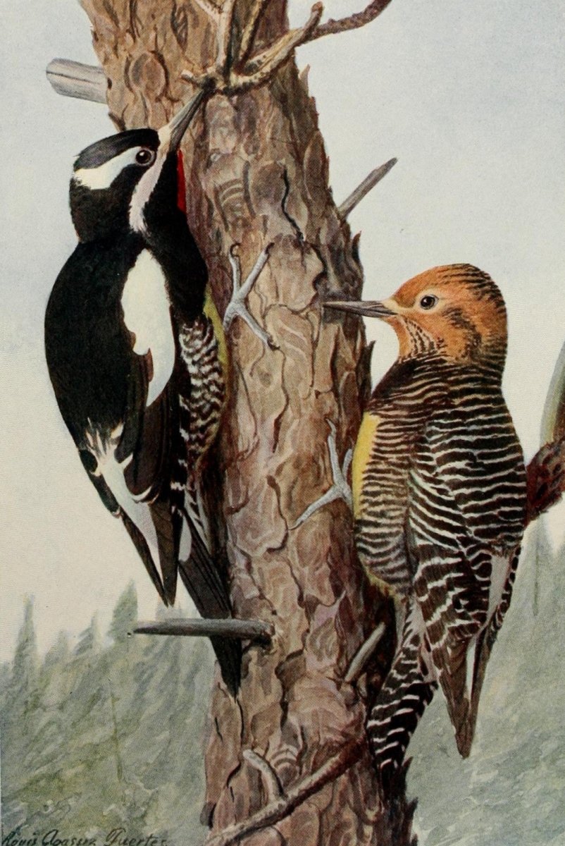 Birds of the Rockies 1902 - Louis A. Fuertes - 4 images | Dimensions 1470 x 2200 pixels