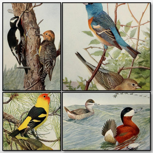 Birds of the Rockies 1902 - Louis A. Fuertes - 4 images | A snapshot of the images