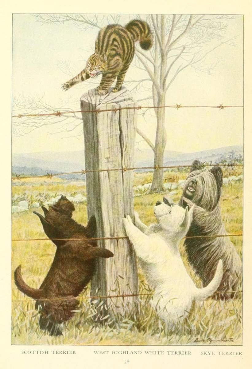 The Book of Dogs, 1919 - Louis A. Fuertes - 45 images | Dimensions 1804 x 2636 pixels