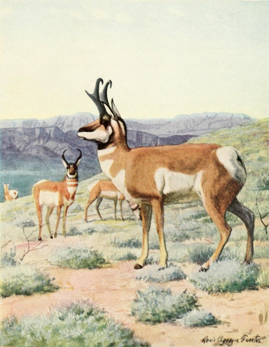 The Burgess Animal Book for Children, 1920 - Fuertes | Dimensions 1876 x 2420 pixels