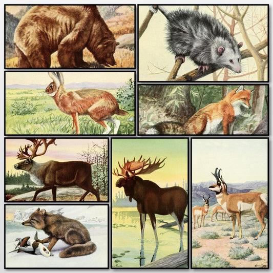 The Burgess Animal Book for Children, 1920 - Fuertes | A snapshot of some of the images