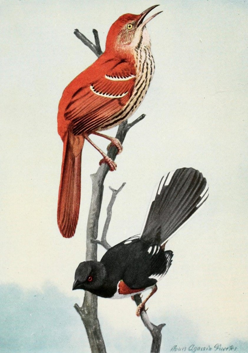 The Burgess Bird Book for Children 1919 - Fuertes | Dimensions 1505 x 2145 pixels