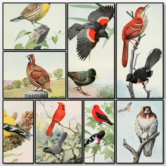 The Burgess Bird Book for Children 1919 - Fuertes | A snapshot of some of the images