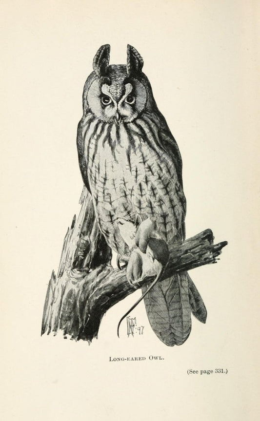 Citizen Bird 1897 - Louis A. Fuertes - 1 image | Dimensions 2158 x 3500 pixels