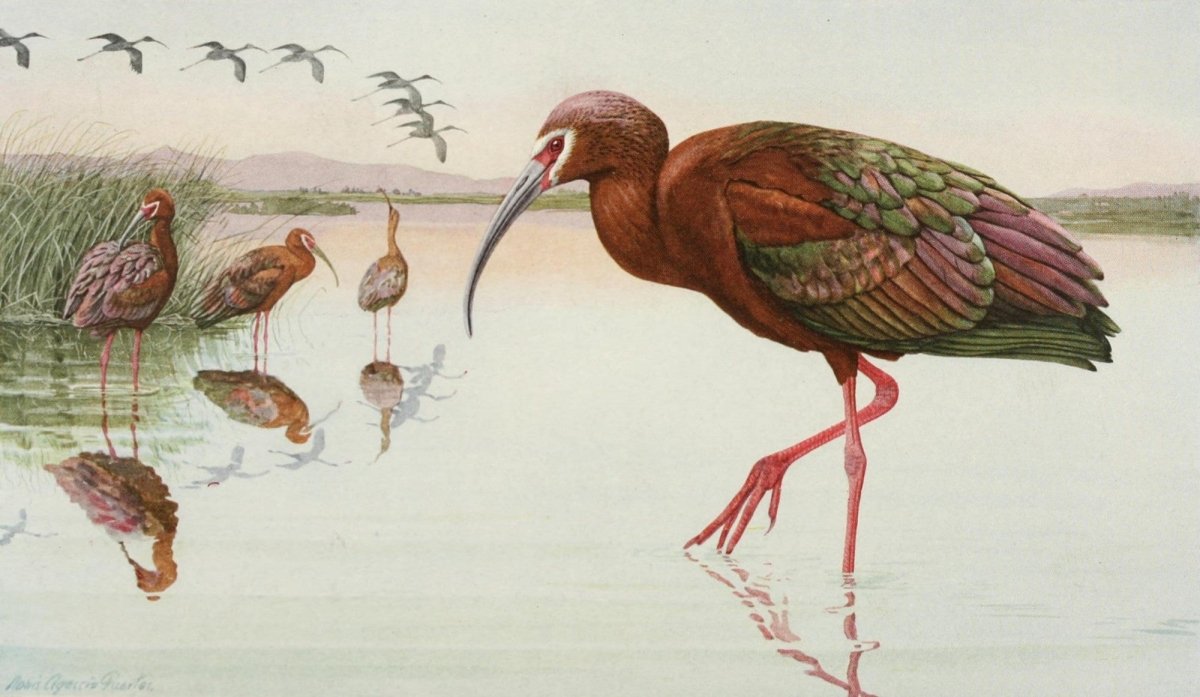 The Game Birds of California, 1918 - Brooks, Fuertes | Dimensions 3080 x 1788 pixels