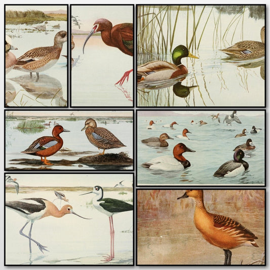 The Game Birds of California, 1918 - Brooks, Fuertes | A snapshot of some of the images