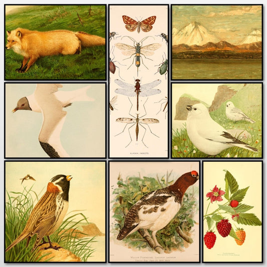 Harriman Alaska 1910 - Fuertes et al - 32 images | A snapshot of some of the images