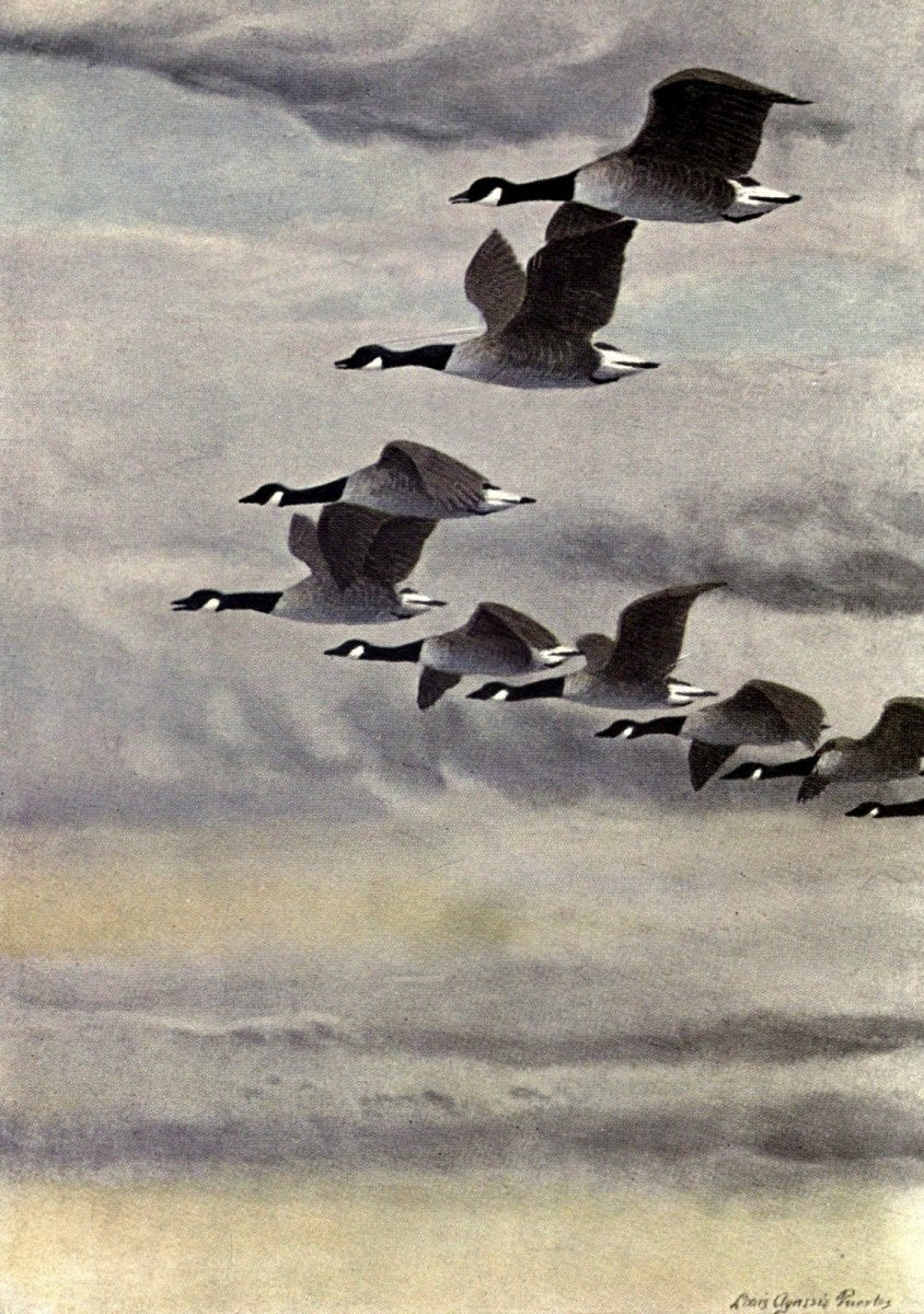 In the Open 1908 - Louis A. Fuertes - 1 image | Dimensions 1900 x 2700 pixels