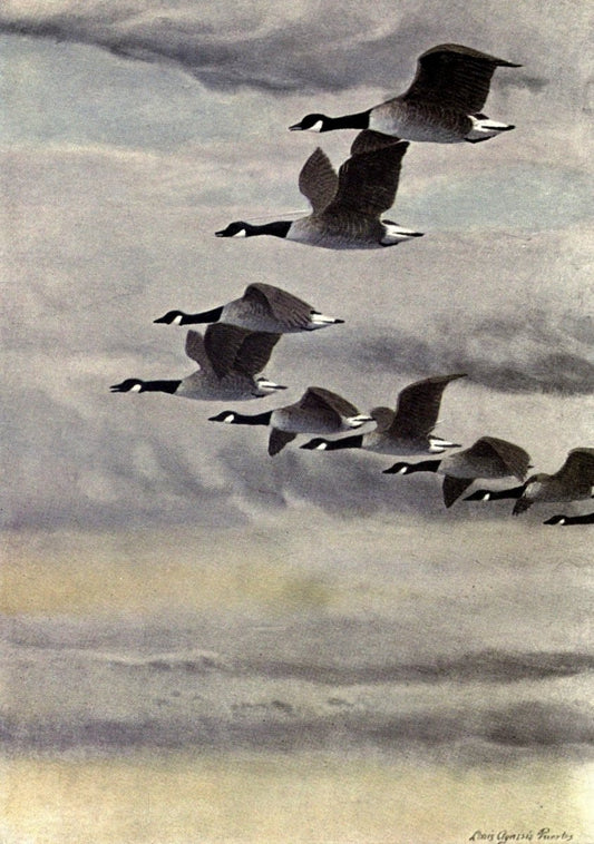 In the Open 1908 - Louis A. Fuertes - 1 image | Dimensions 1900 x 2700 pixels