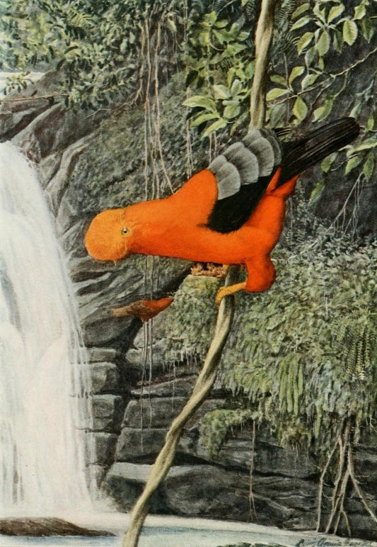 In the Wilds of South America 1918 - Louis A. Fuertes | Dimensions 1780 x 2580 pixels