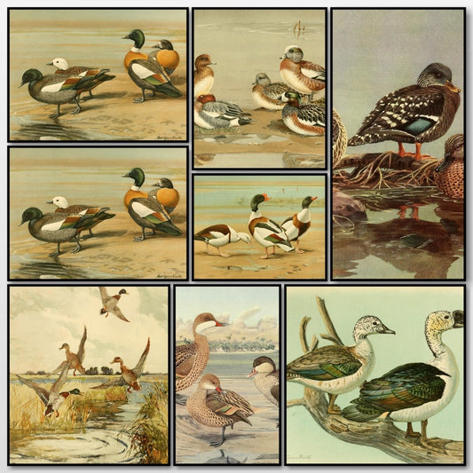 A Natural History of the Ducks v.1, 2 & 3 - Brooks, Fuertes | A snapshot of some of the images