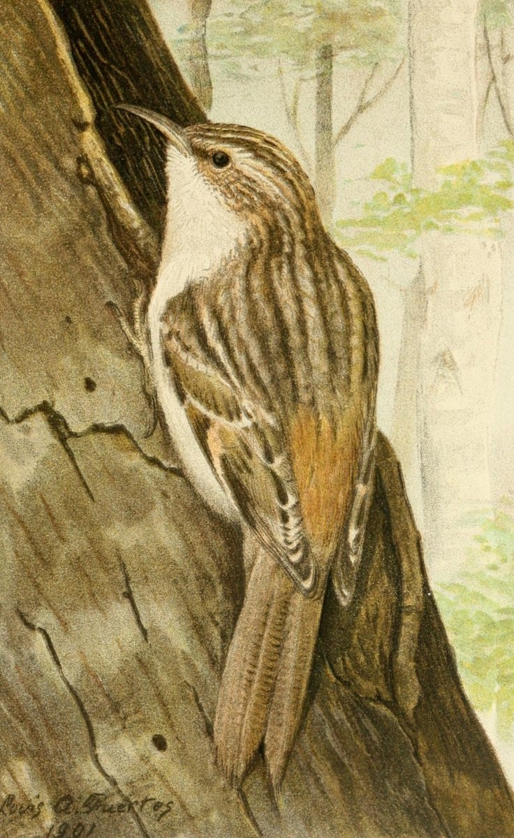 The Second Book of Birds 1901 - Louis A. Fuertes 1874-1927 | Dimensions 1700 x 2770 pixels