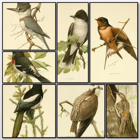 The Second Book of Birds 1901 - Louis A. Fuertes 1874-1927 | A snapshot of some of the images