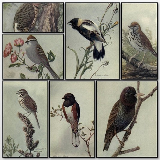 The Way to Study Birds, 1917 - Louis A. Fuertes - 9 images | A snapshot of some of the images