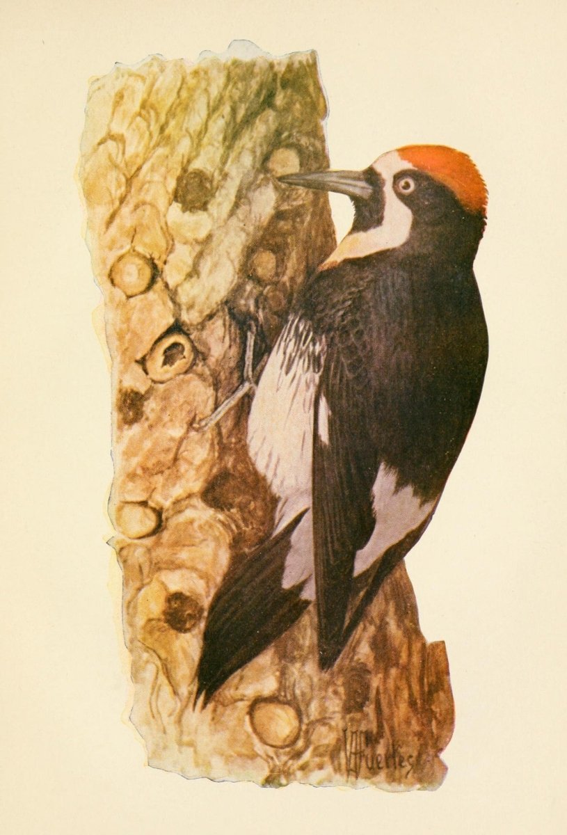 The Woodpeckers, 1901 - Louis A. Fuertes - 5 images | Dimensions 1981 x 2917 pixels