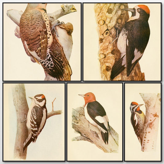 The Woodpeckers, 1901 - Louis A. Fuertes - 5 images | A snapshot of the images