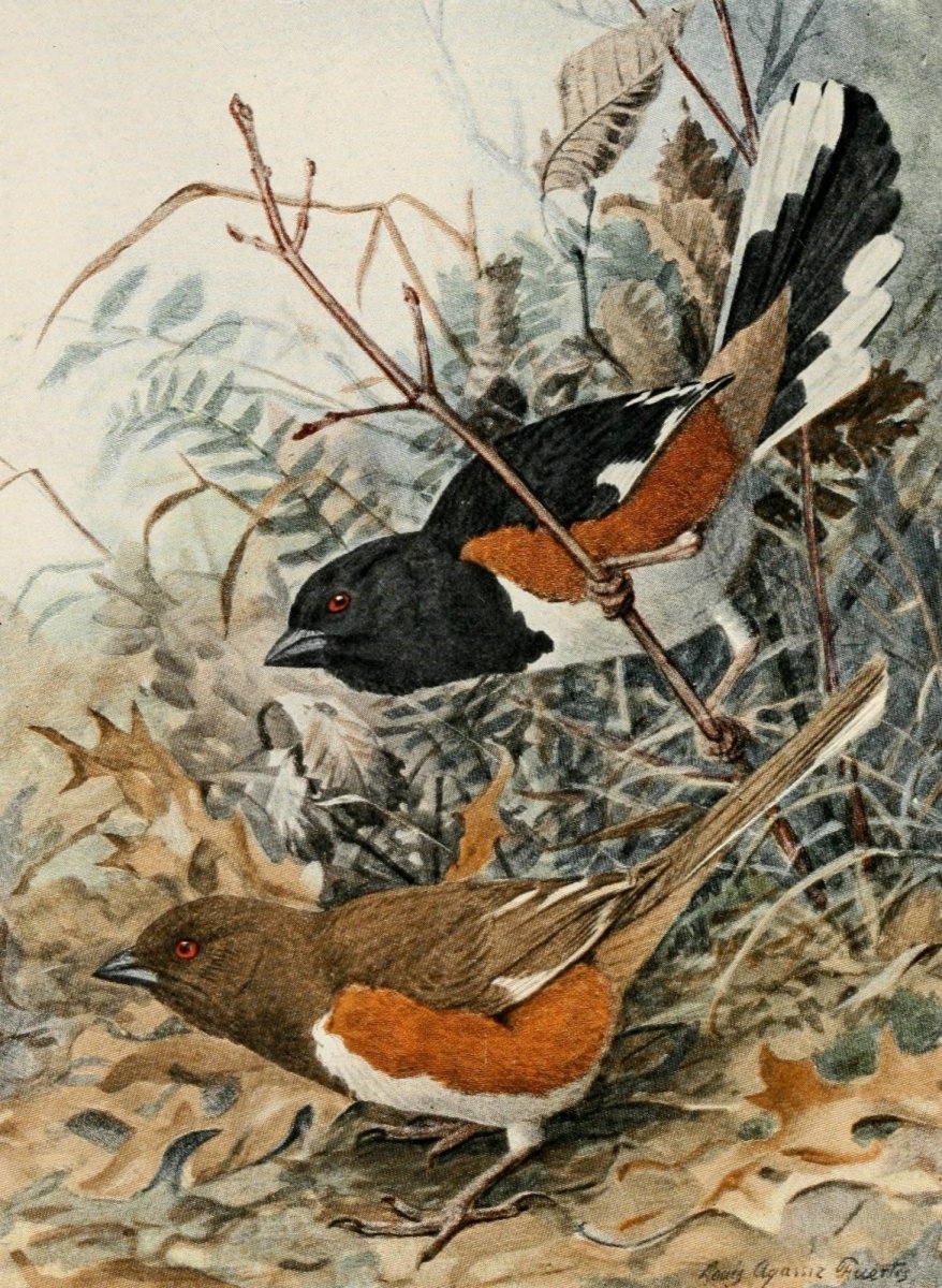 True Bird Stories 1903 - Louis A. Fuertes - 1 image | Dimensions 1585 x 2165 pixels