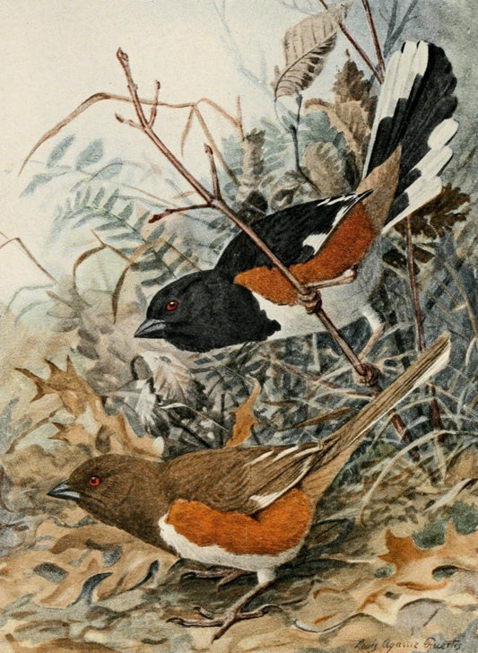 True Bird Stories 1903 - Louis A. Fuertes - 1 image | Dimensions 1585 x 2165 pixels