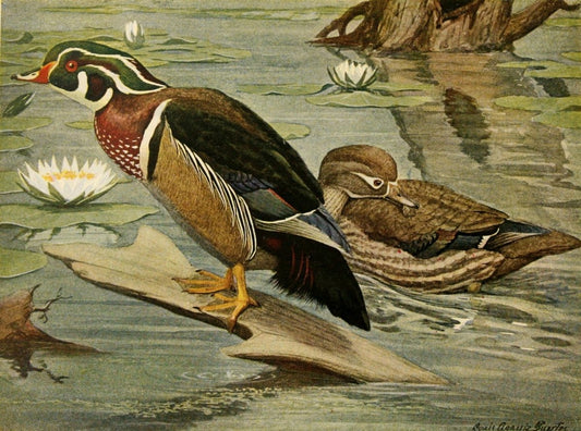 Useful Birds and their Protection 1908 - Louis A. Fuertes | Dimensions 2395 x 1780 pixels