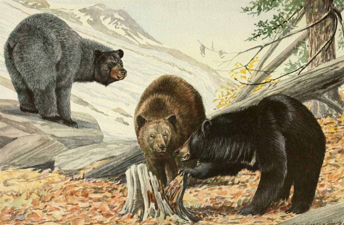 Wild Animals of North America 1918 - Louis A. Fuertes | Dimensions 3164 x 2068 pixels