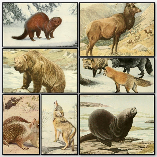 Wild Animals of North America 1918 - Louis A. Fuertes | A snapshot of some of the images