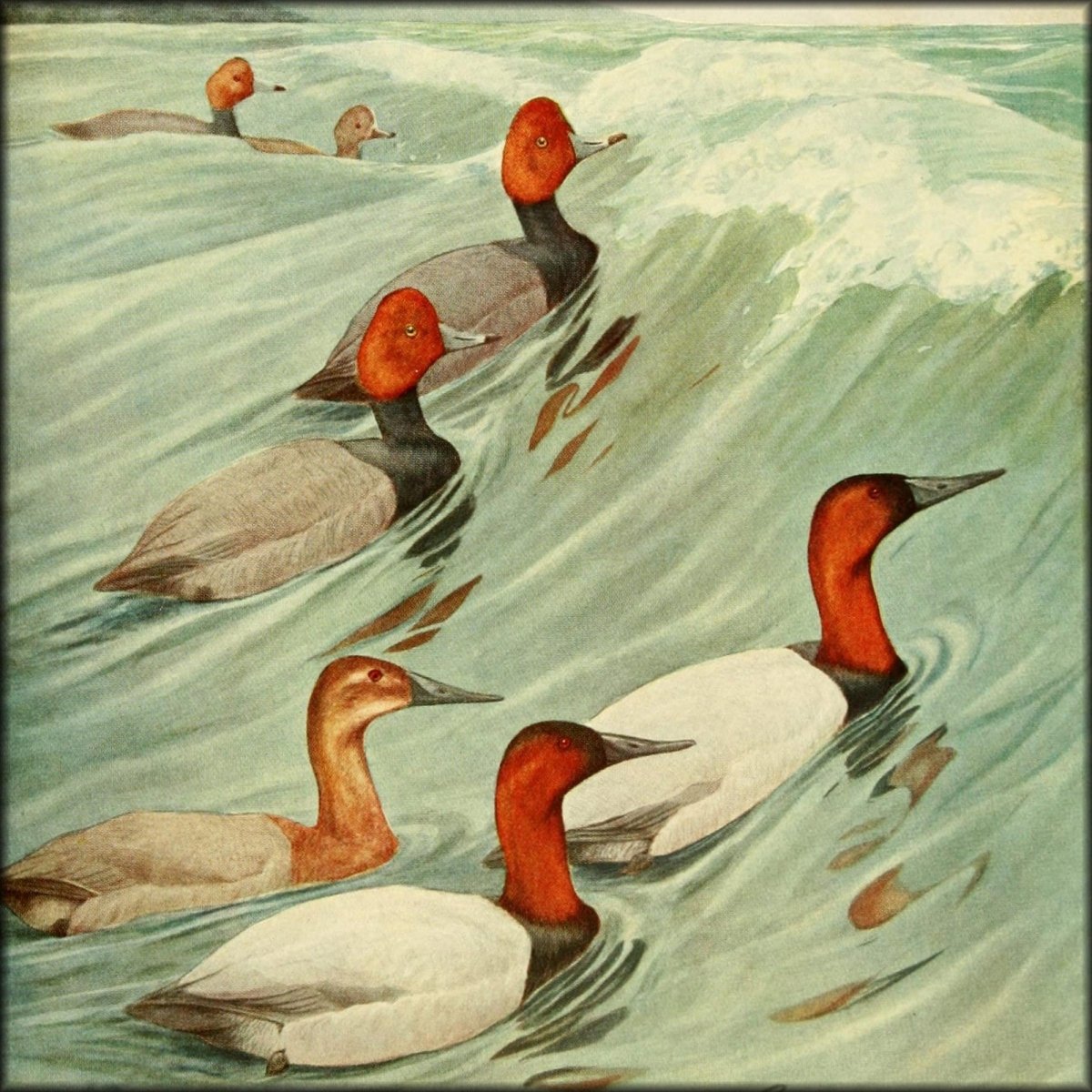 Louis Agassiz Fuertes Public Domain Images to Download | Birds of New York vol.1 (1910) - 40 images