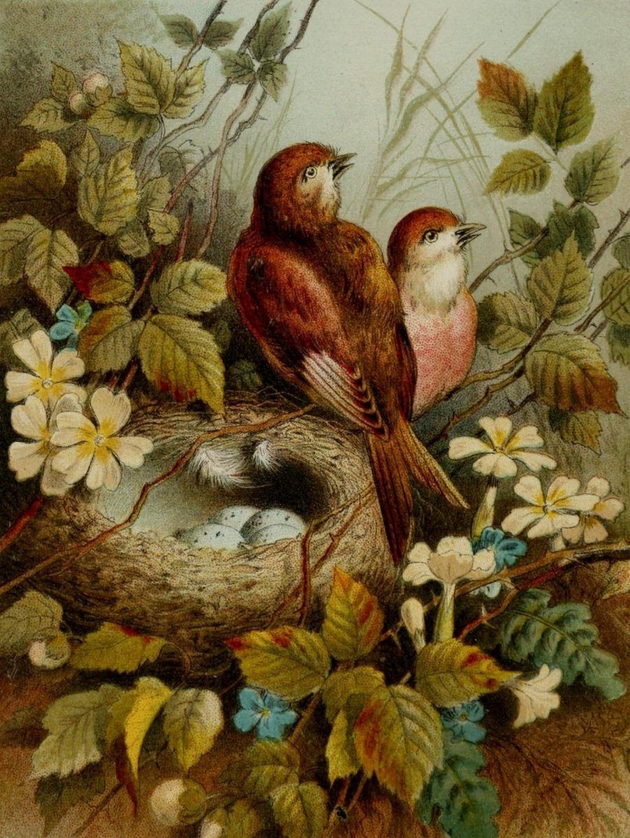 Birds & Flowers 1873 - Hector Giacomelli - 1 image | Dimensions 1760 x 2340 pixels