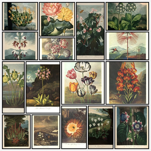 The Temple of Flora 1807 - 30 images | A snapshot of some of the images