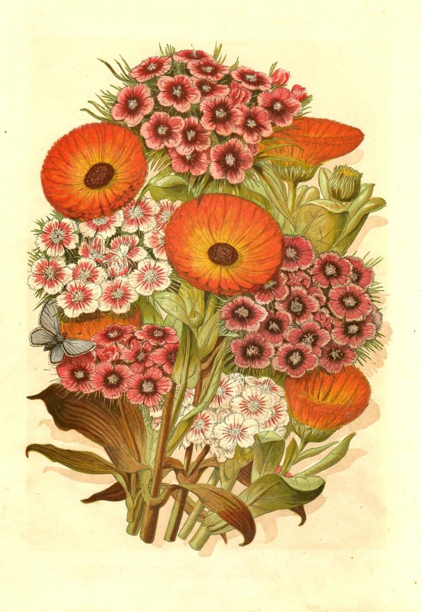 Illustrated London Almanack - 176 images to Download | Dimensions 4212 x 6111 pixels