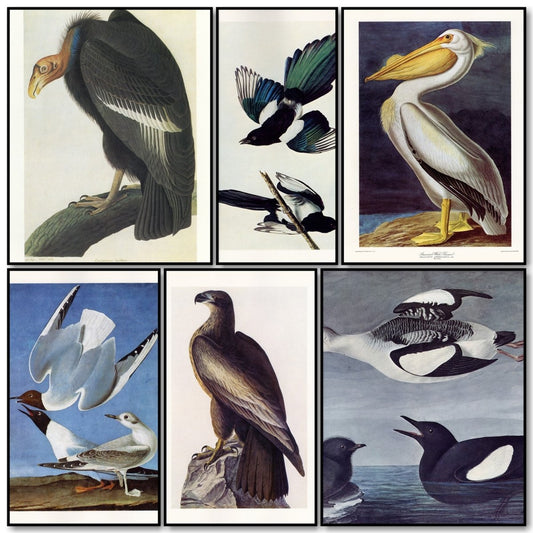 John James Audubon Public Domain Images to Download | Some of the Birds of America images