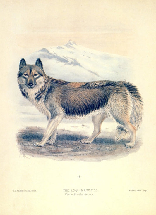 Dimensions 5100 x 7044 pixels